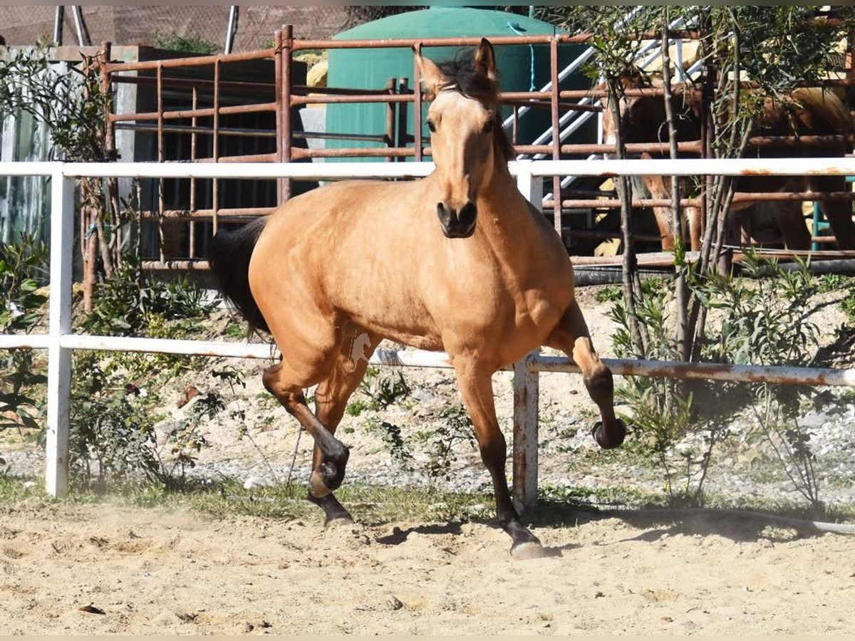 Andaluces Yegua 6 años 161 cm Bayo in Provinz Malaga