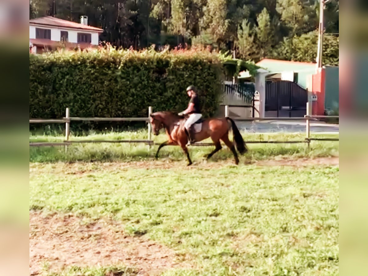 Andaluces Yegua 6 años 169 cm Castaño in Puertollano