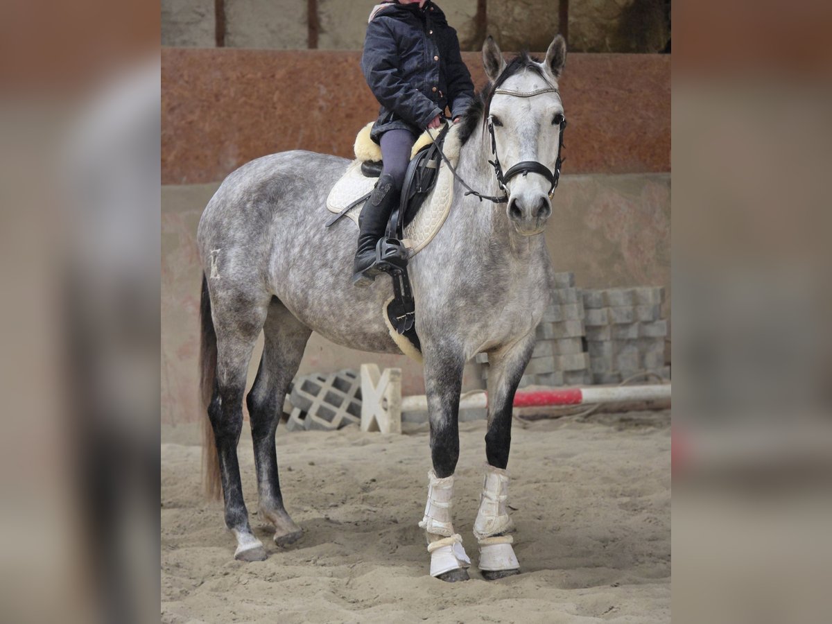 Andaluces Yegua 6 años Tordo in Schwäbisch Gmünd