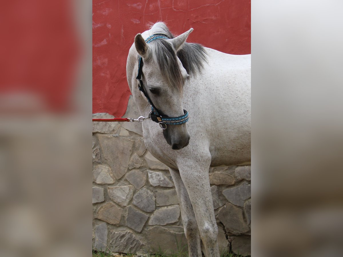 Andaluces Yegua 7 años 152 cm Tordo picazo in Vejer de la Frontera