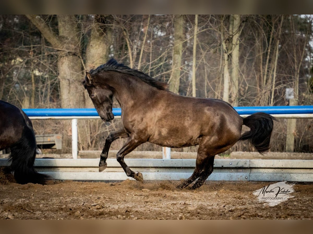 Andaluces Yegua 7 años 155 cm Castaño oscuro in Hohenbocka