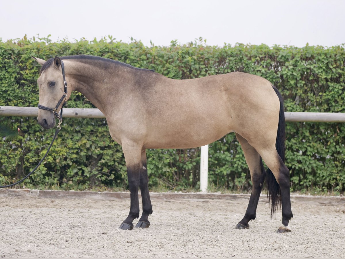 Andaluces Yegua 7 años 156 cm Bayo in Neustadt (Wied)