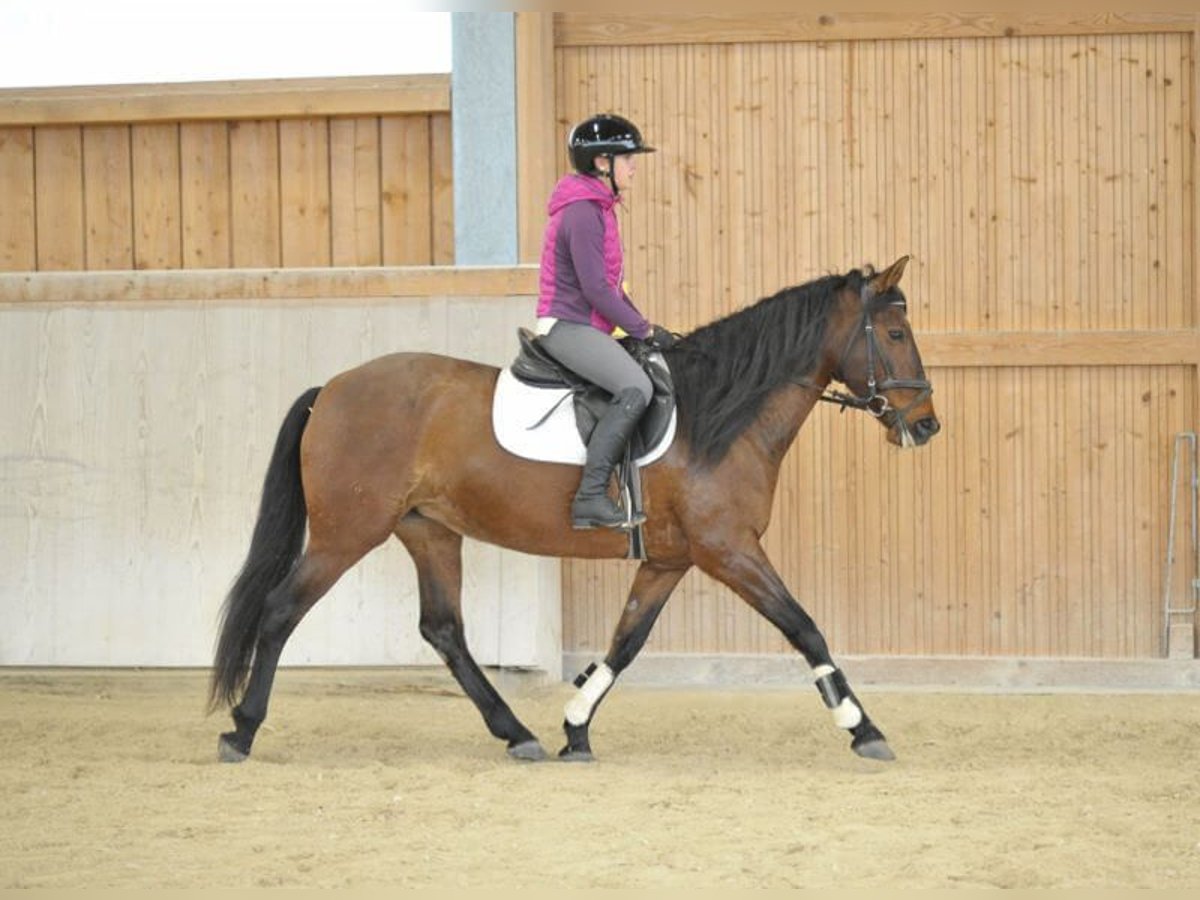 Andaluces Yegua 8 años 155 cm Castaño in Wellheim