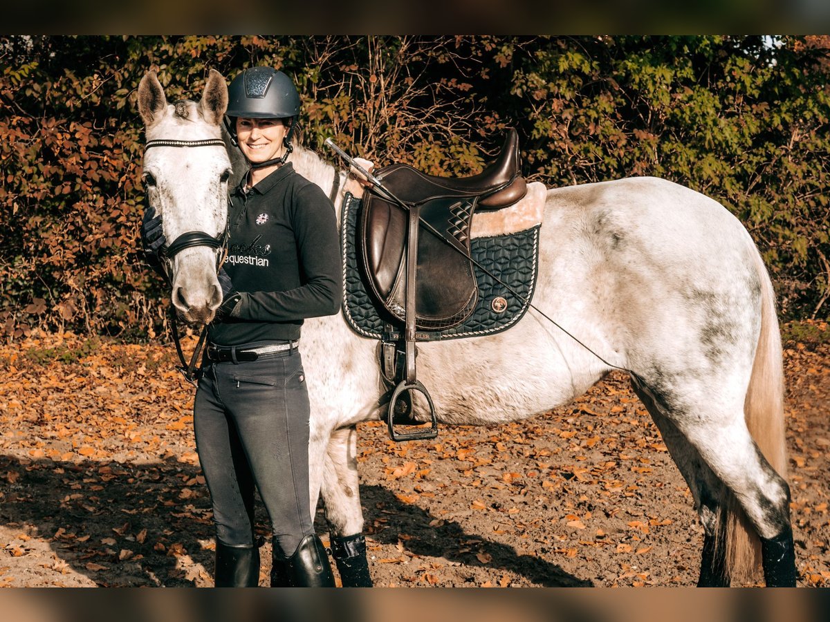 Andaluces Mestizo Yegua 8 años 156 cm Tordo in Gangelt