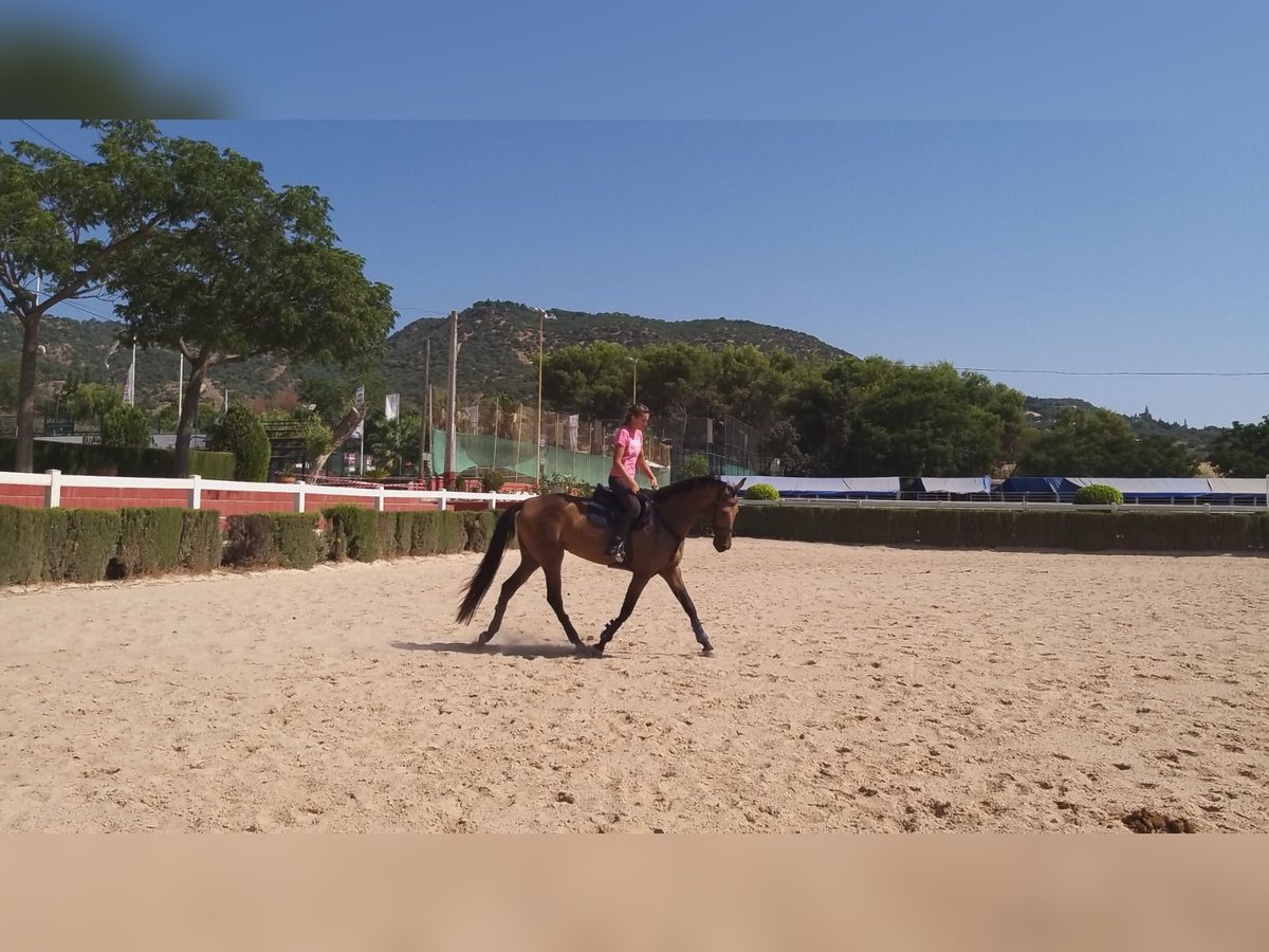 Andaluces Mestizo Yegua 8 años 162 cm Bayo in Córdoba