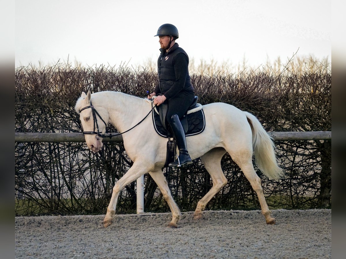 Andaluces Yegua 9 años 160 cm Champán in Neustadt (Wied)