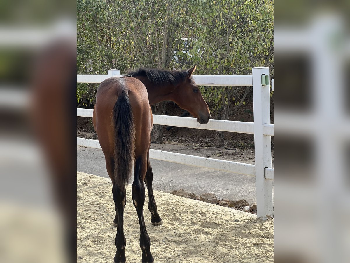 Andaluces Yegua Potro (03/2025) 130 cm Castaño rojizo in El Romeral