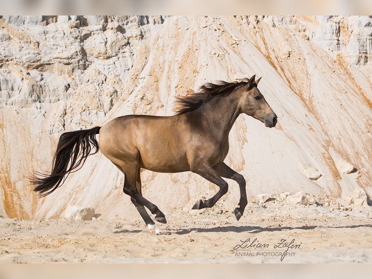 Andalusian Gelding 10 years 15,3 hh Dun in Schöffengrund