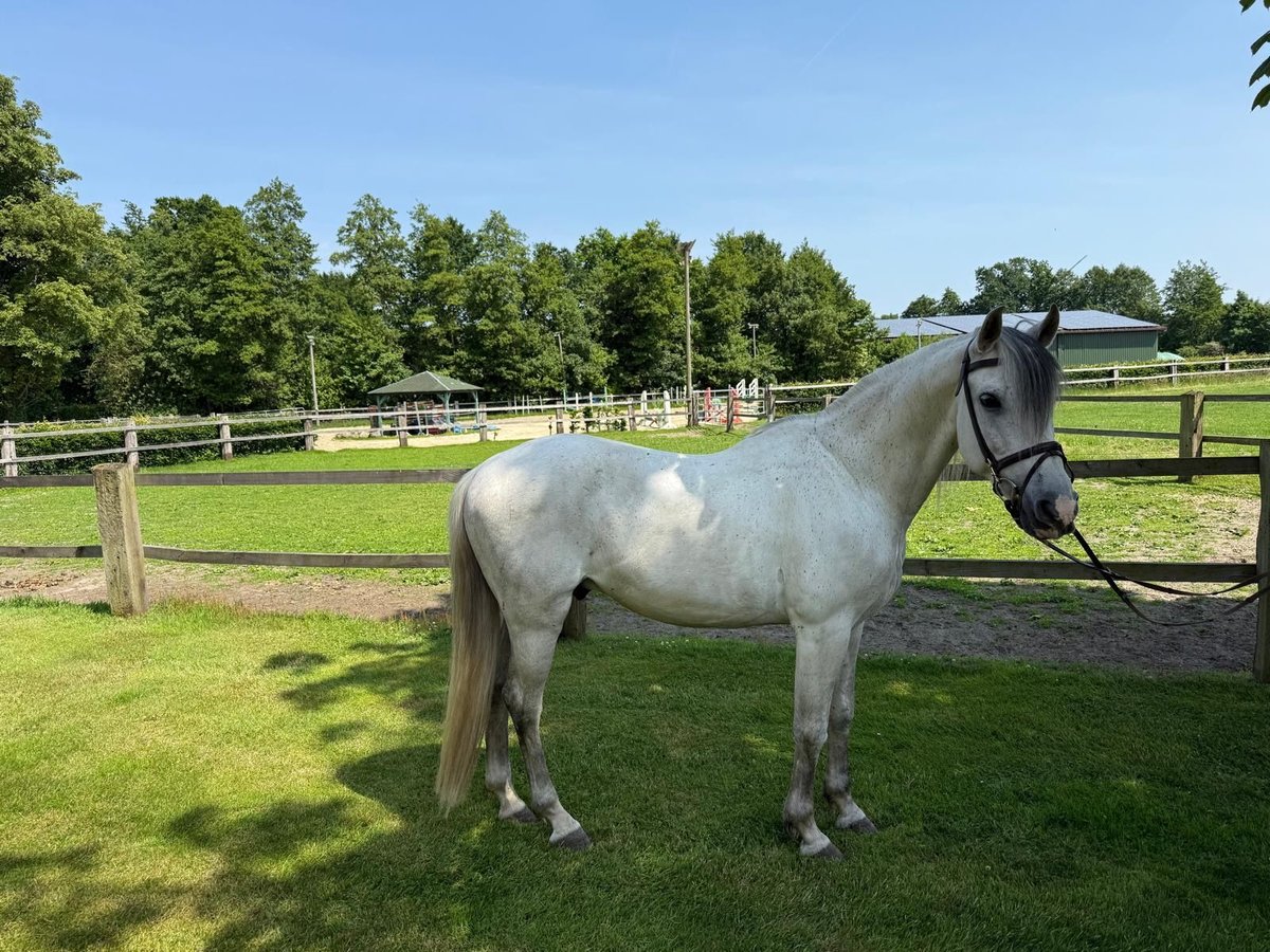 Andalusian Gelding 10 years 15 hh Gray in Berge