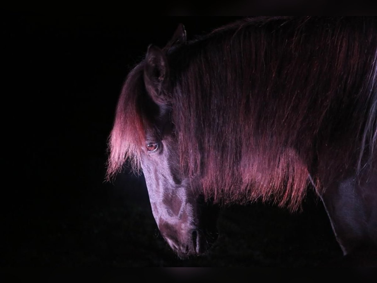Andalusian Mix Gelding 10 years 15 hh Pinto in Langenfeld