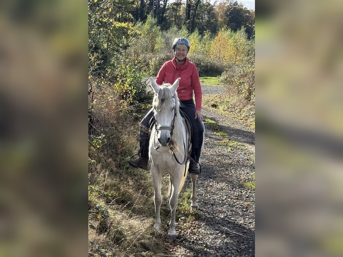 Andalusian Gelding 10 years 15,1 hh Grey in Espelkamp