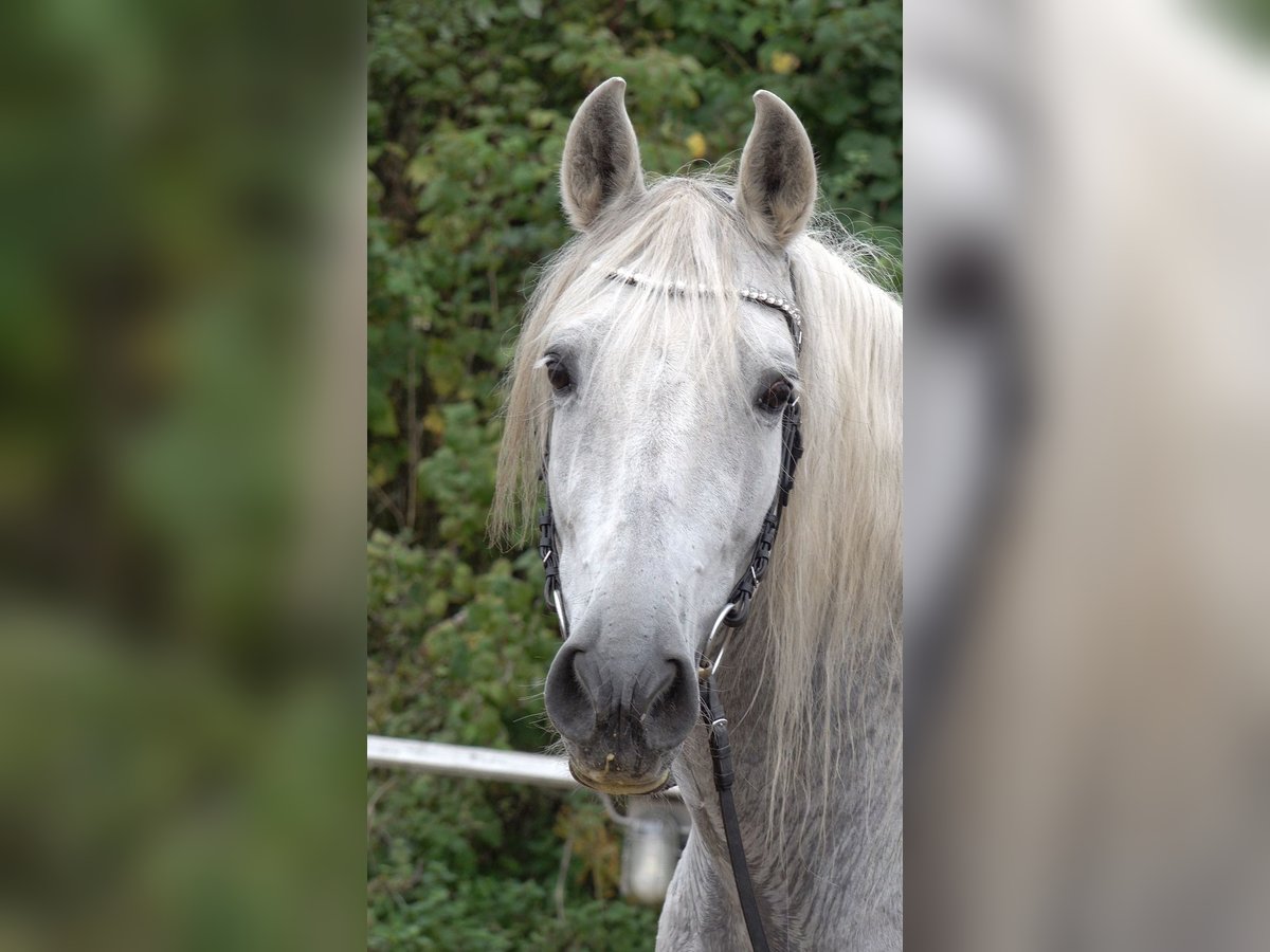 Andalusian Mix Gelding 10 years 15,2 hh Grey-Dapple in Rot an der Rot