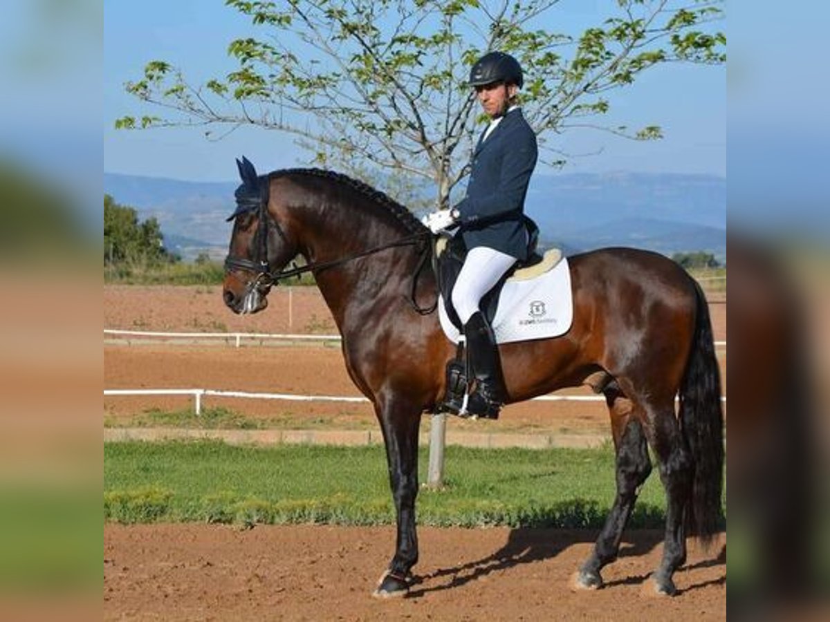 Andalusian Gelding 10 years 16,2 hh Bay in Madrid