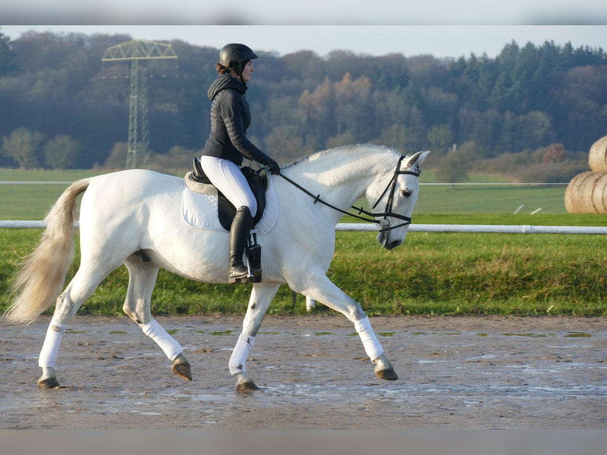 Andalusian Gelding 10 years 16 hh Gray in Ganschow