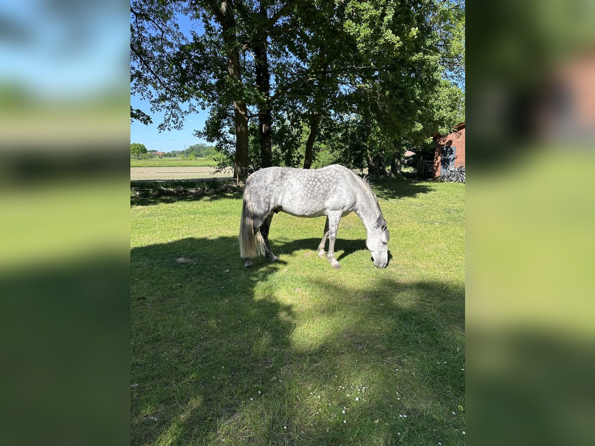 Andalusian Gelding 10 years 16 hh Gray-Fleabitten in Telgte