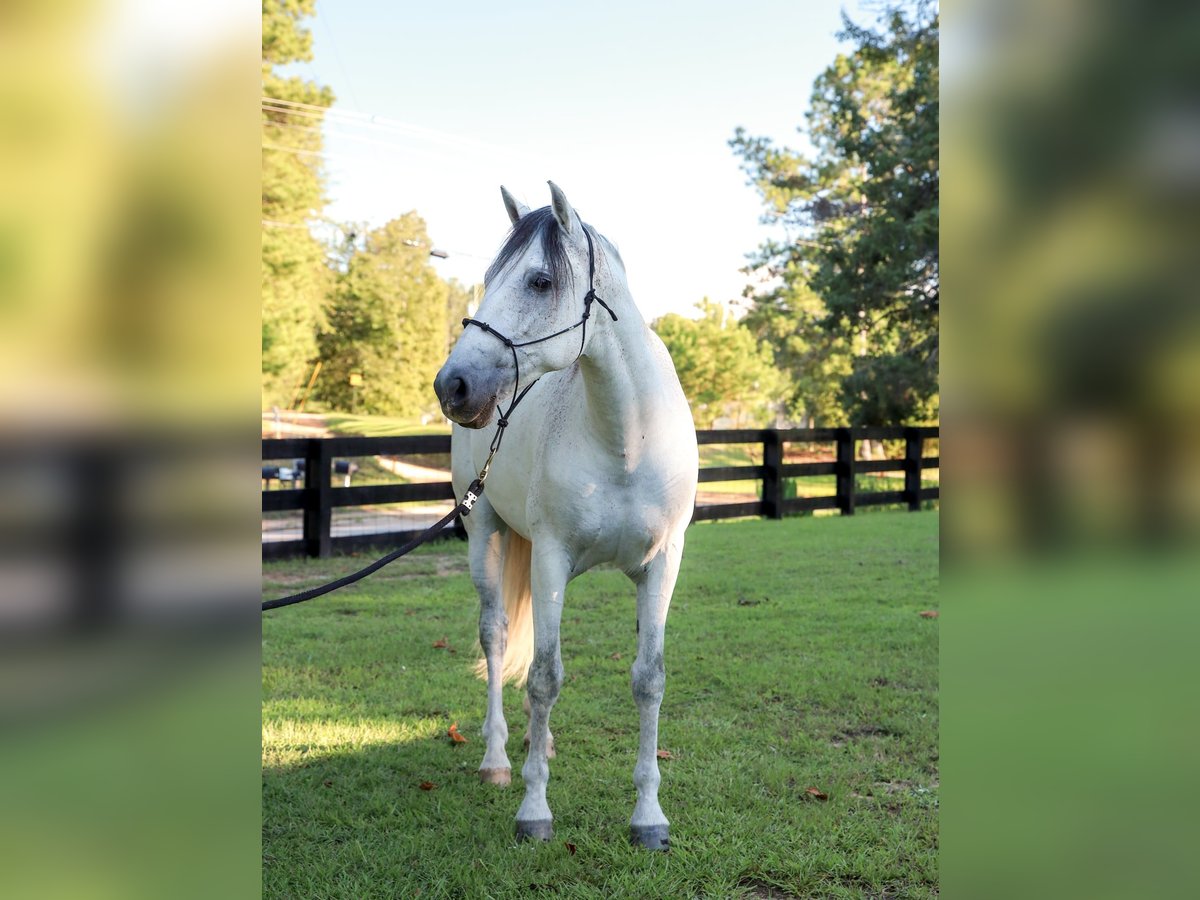 Andalusian Gelding 10 years 16 hh Grey-Dapple in Thomson