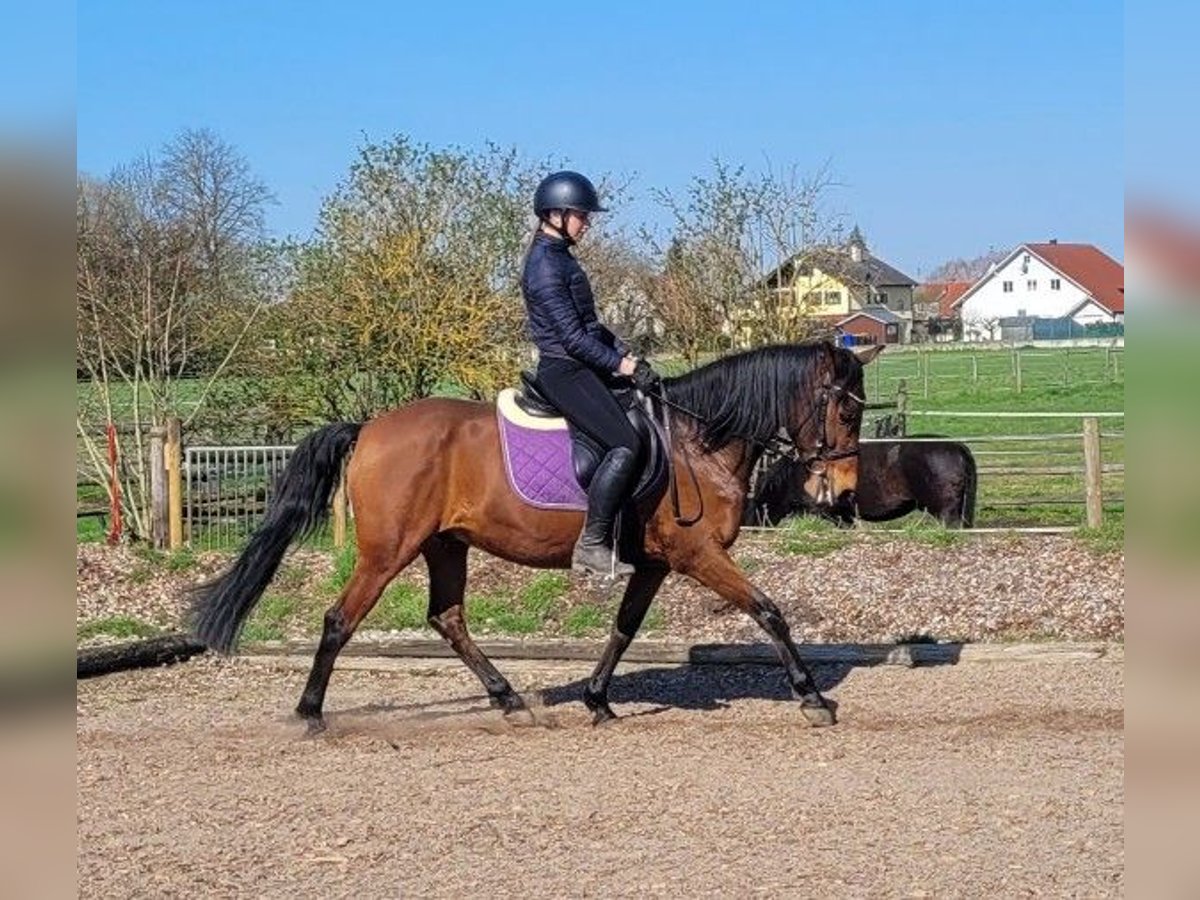 Andalusian Mix Gelding 11 years 14,2 hh Brown in Karlshuld