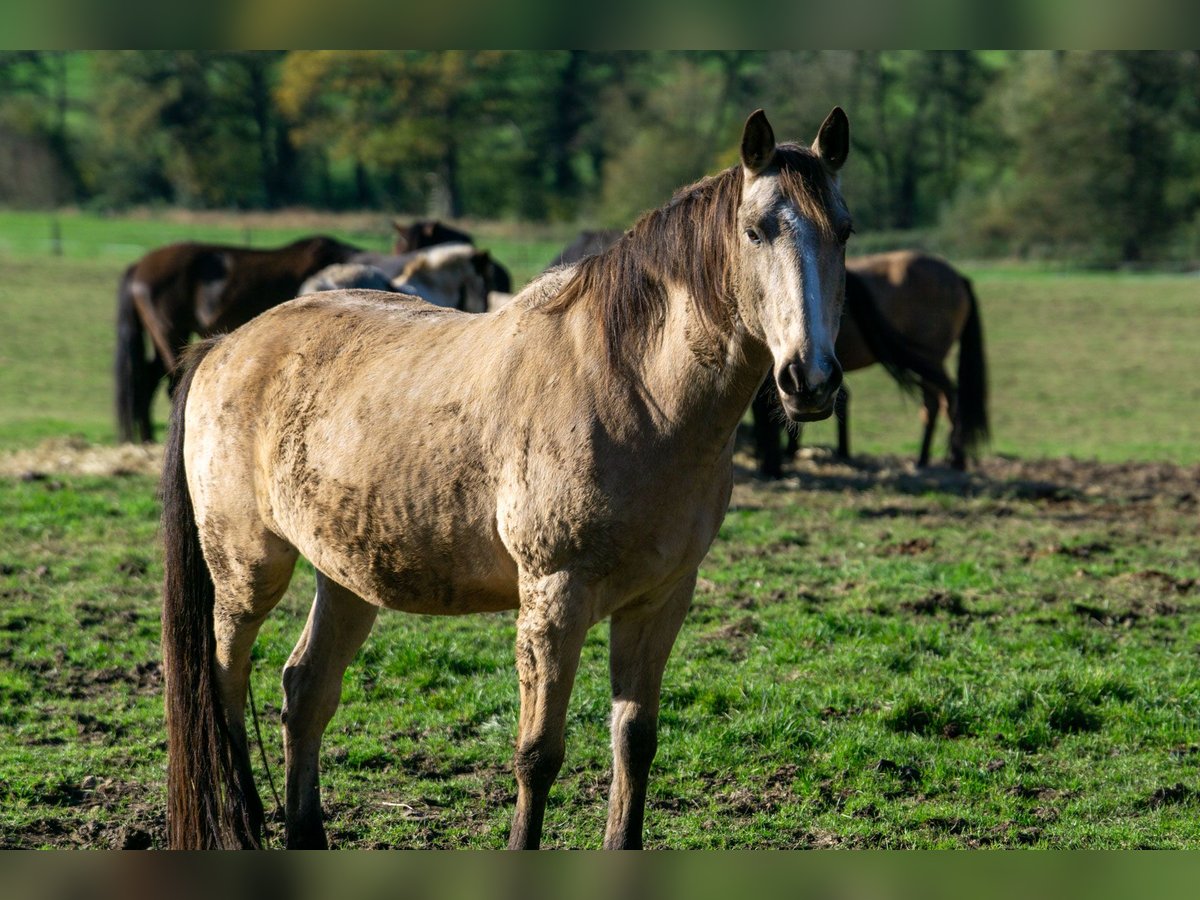 Andalusian Gelding 11 years 15,2 hh in Aachen