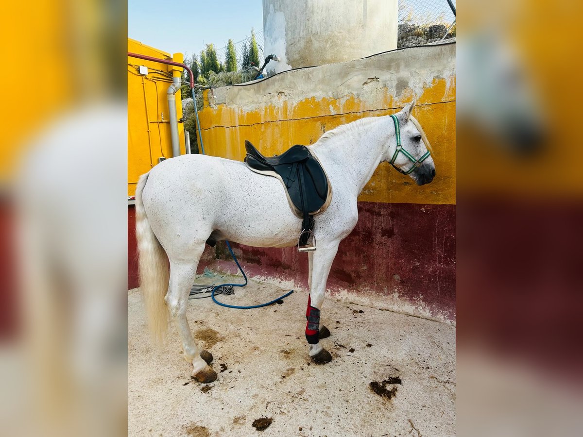 Andalusian Gelding 11 years 15,2 hh White in Pozoblanco