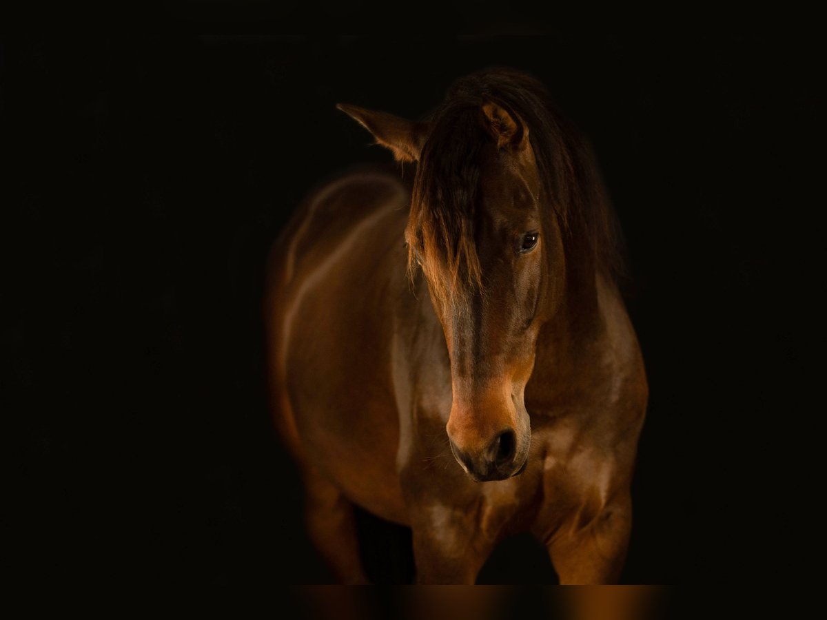 Andalusian Gelding 11 years 15,1 hh Bay-Dark in Schopfheim