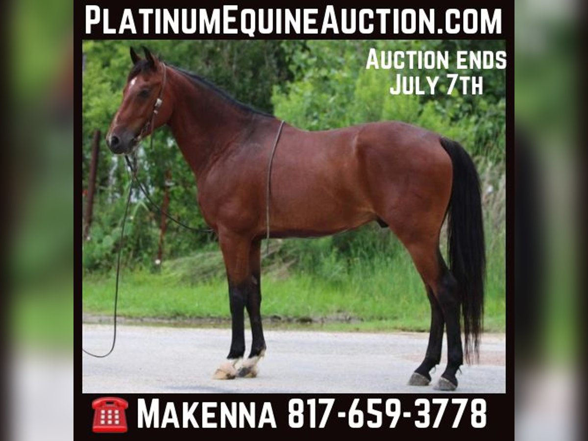 Andalusian Gelding 11 years 15,1 hh in Stephenville TX