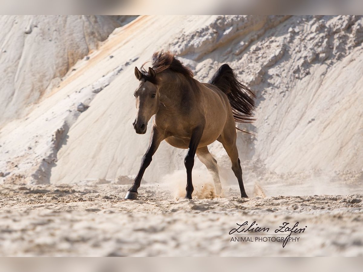 Andalusian Gelding 11 years 15,3 hh Dun in Sch&#xF6;ffengrund