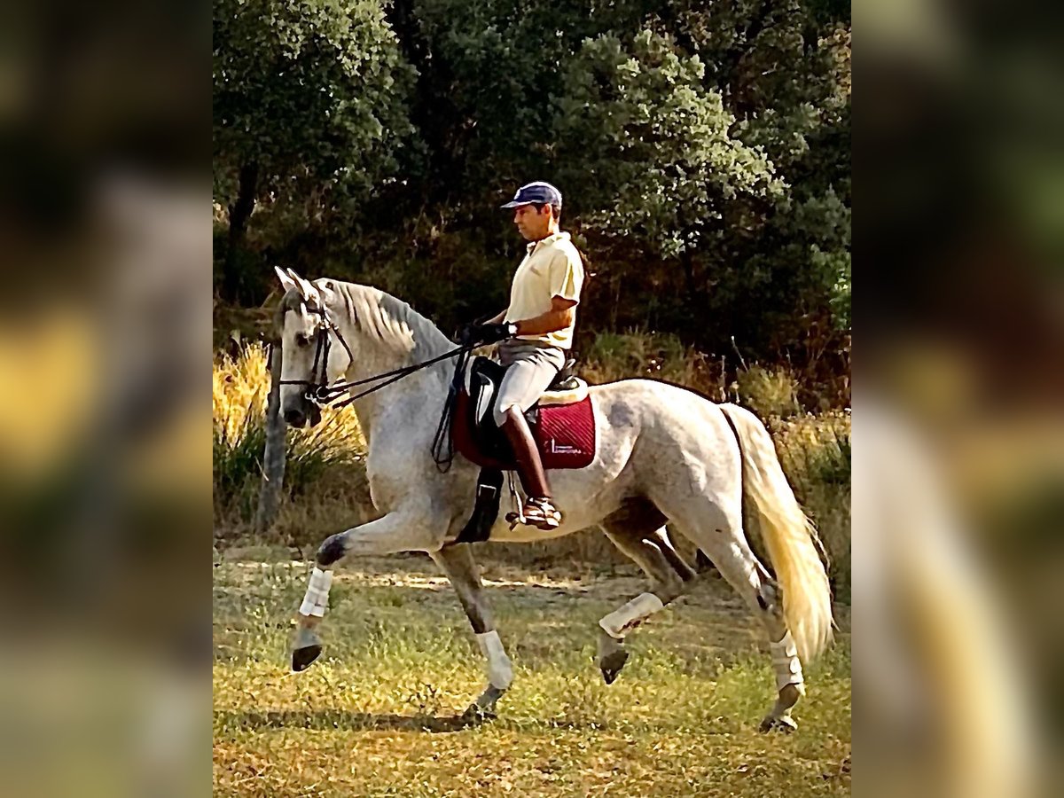 Andalusian Gelding 12 years 16,1 hh Gray in Madrid
