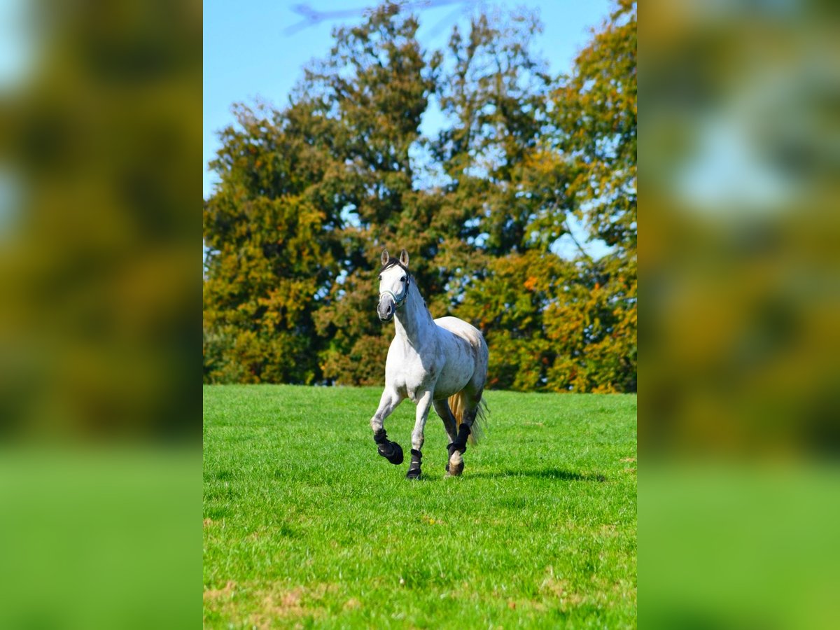 Andalusian Gelding 12 years 16,2 hh Gray-Dapple in Versmold