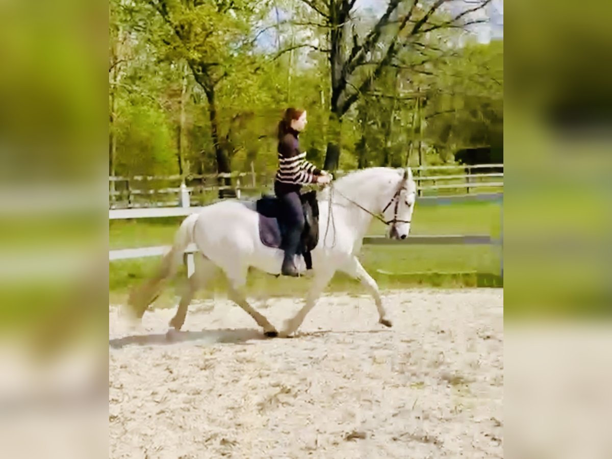 Andalusian Gelding 12 years 16 hh Gray in Neuruppin