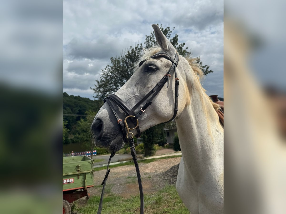 Andalusian Gelding 12 years 16 hh Grey in Friedberg