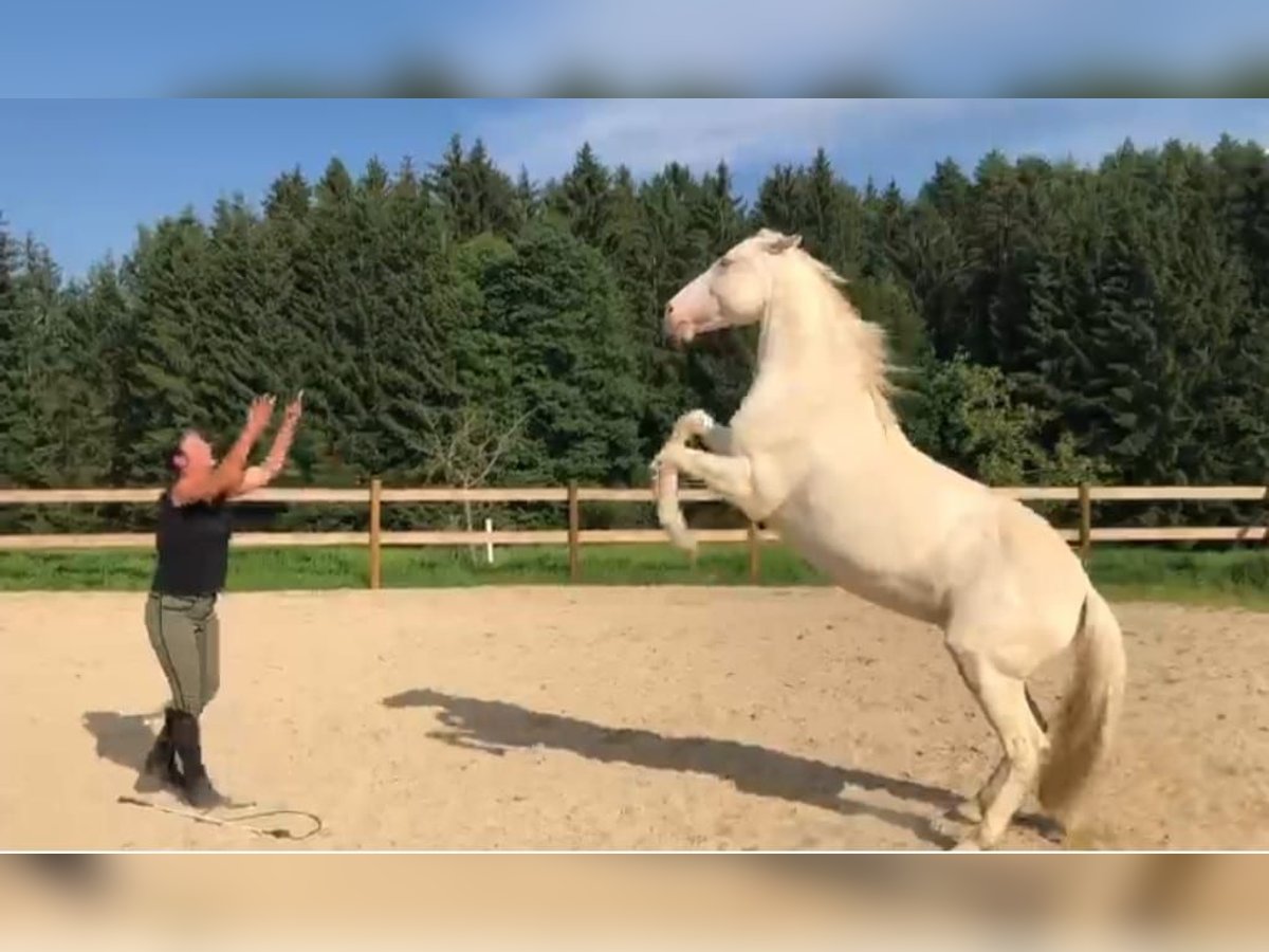 Andalusian Gelding 13 years 15 hh Cremello in Brennberg