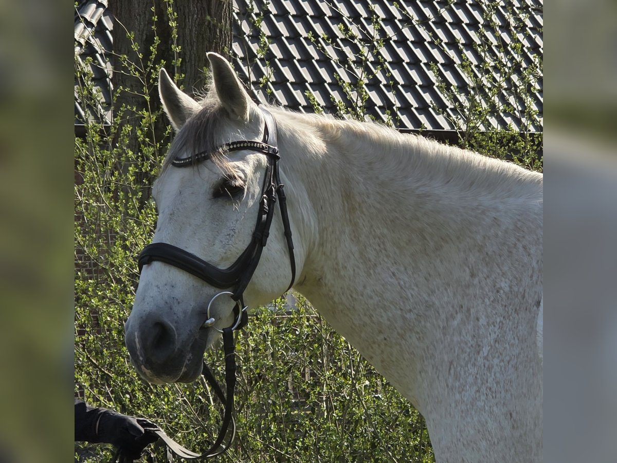 Andalusian Gelding 13 years 15,1 hh Grey in Wachtendonk