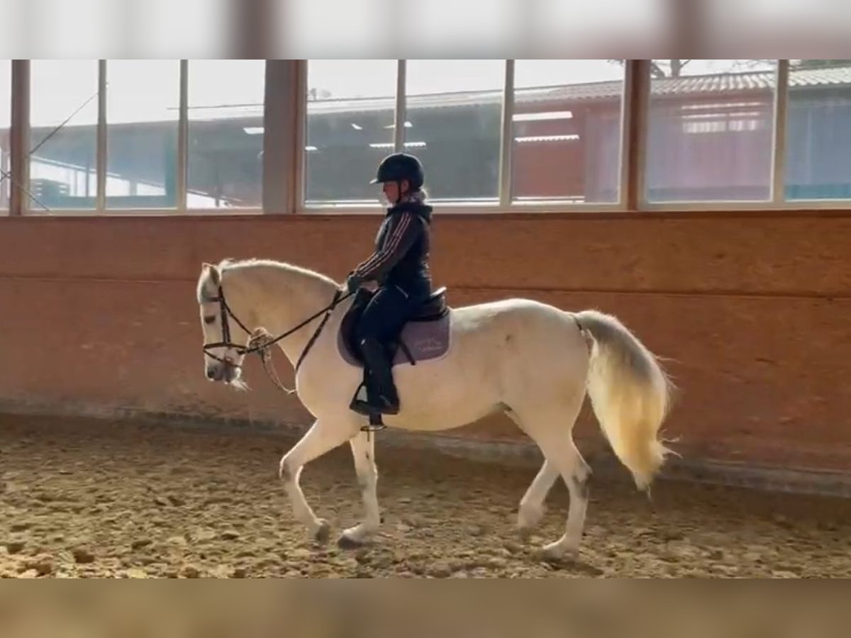 Andalusian Gelding 14 years 15,1 hh Gray in Isterberg