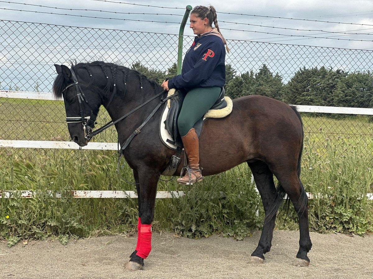 Andalusian Gelding 15 years 15,3 hh Black in Mostoles