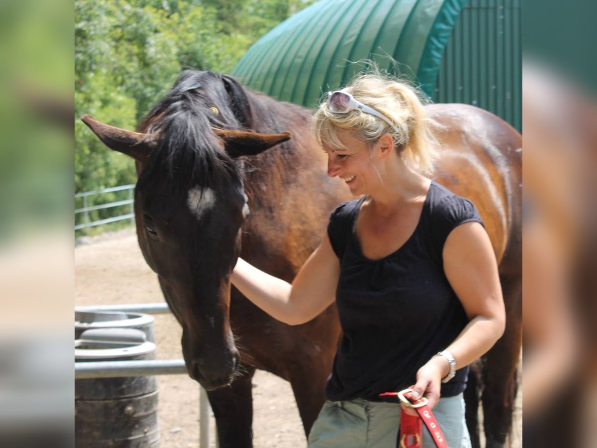 Andalusian Gelding 16 years 16 hh Black in M&#xFC;nchen