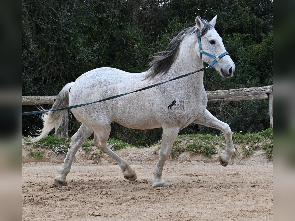 Andalusian Mix Gelding 18 years 15 hh Gray in Menorca