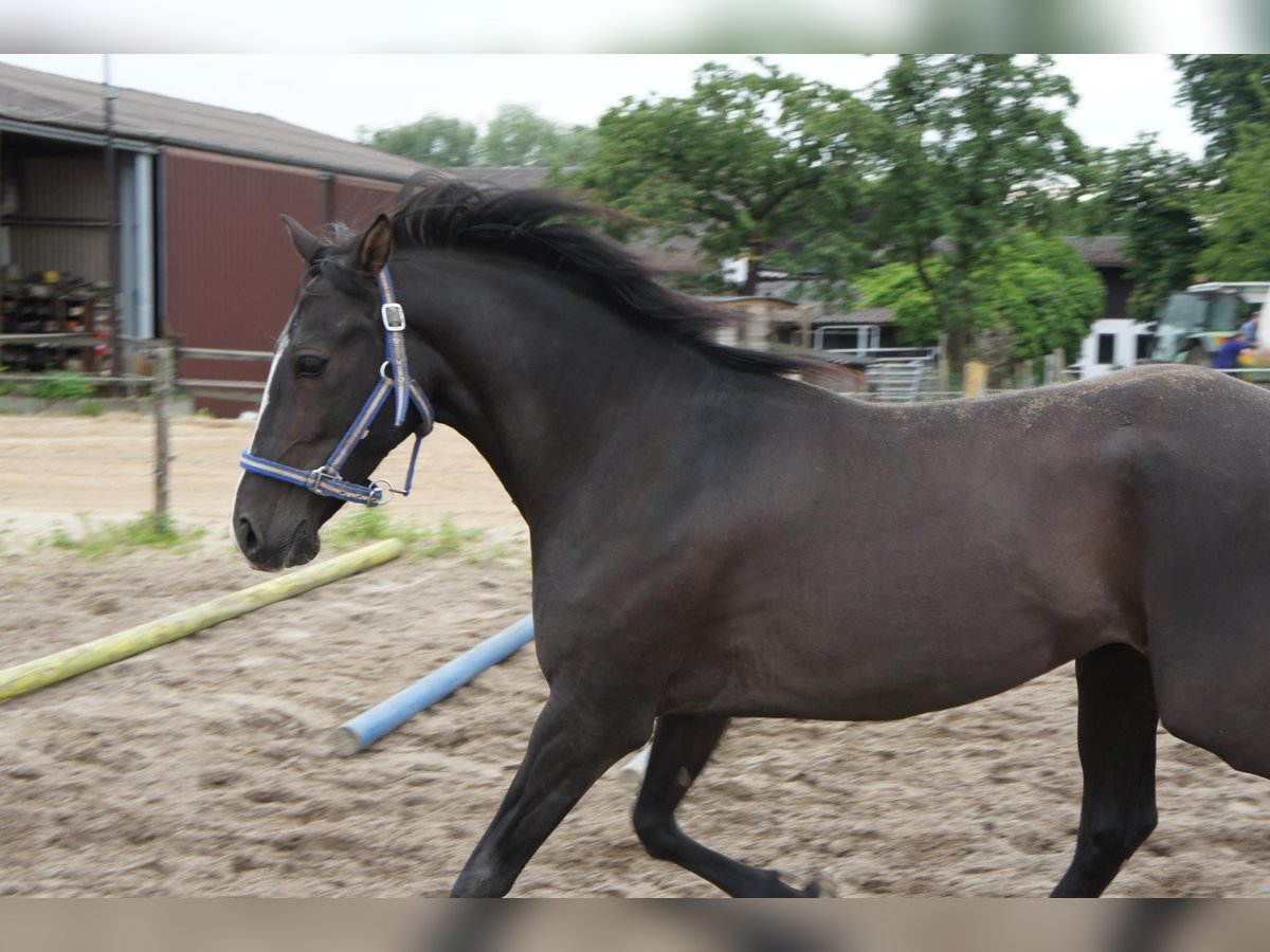 Andalusian Mix Gelding 19 years 15 hh Smoky-Black in Ratingen