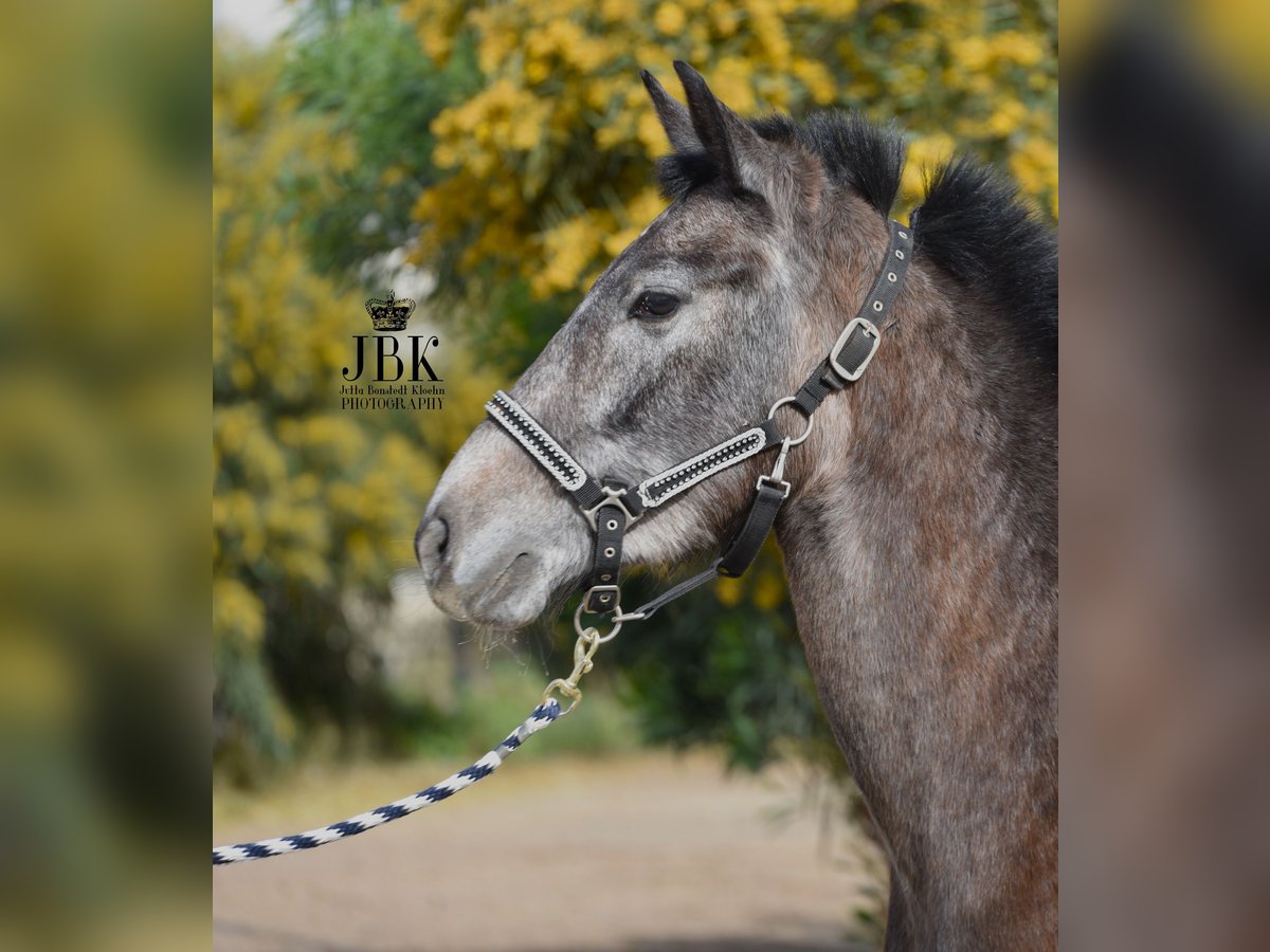 Andalusian Gelding 1 year 14,3 hh Gray in Tabernas Almeria