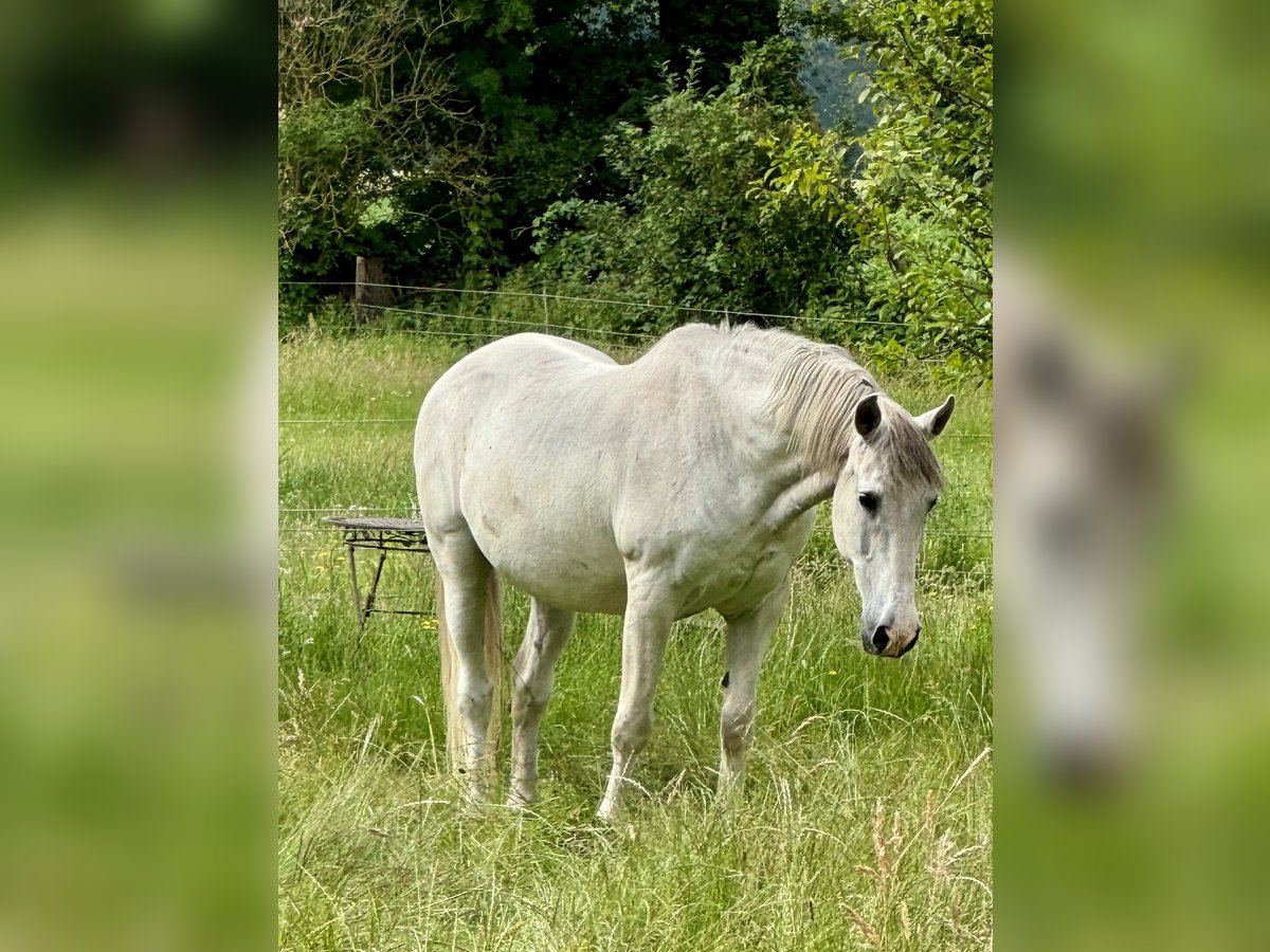 Andalusian Gelding 25 years 15,2 hh Gray in Ribbesbüttel Andalusian Gelding 25 years 15,2 hh Gray in Ribbesbüttel