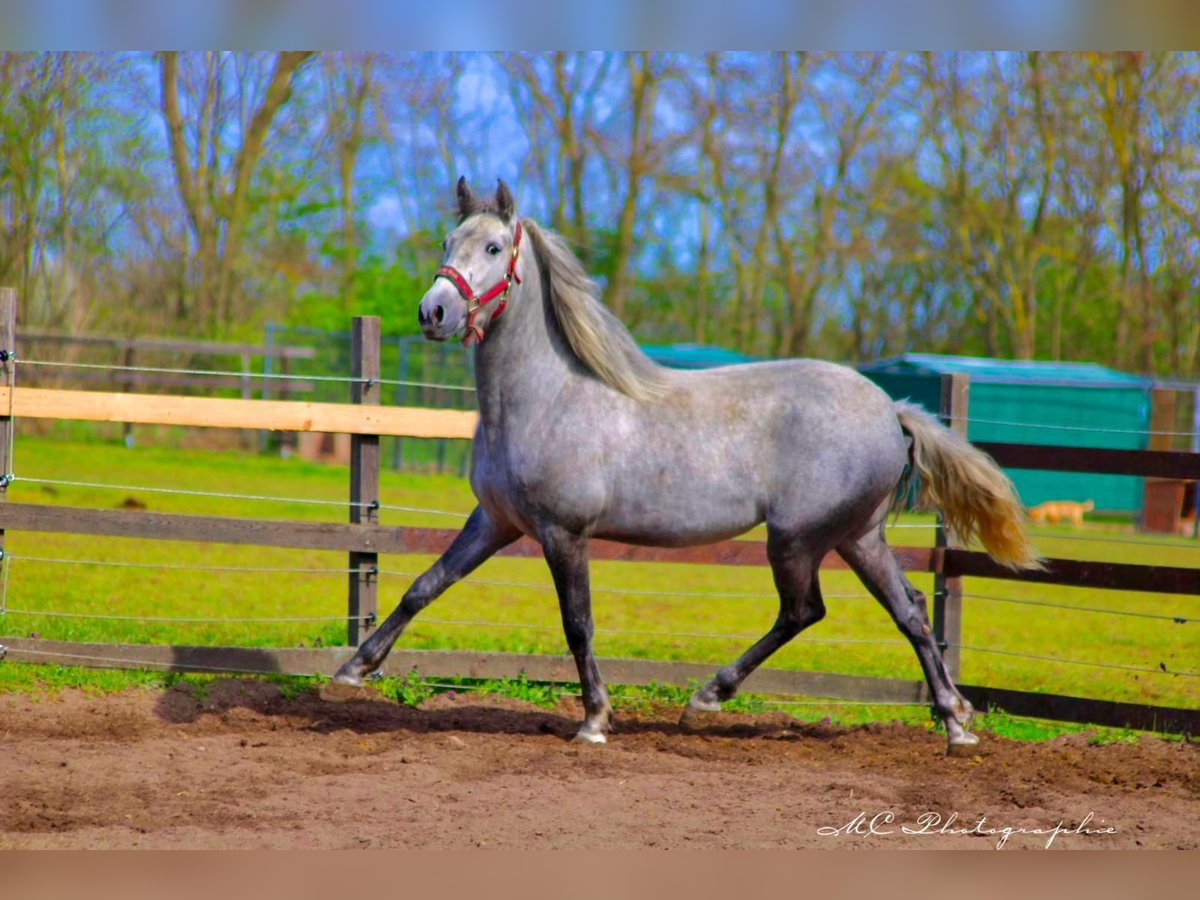 Andalusian Gelding 2 years 15,1 hh Gray in Polenz