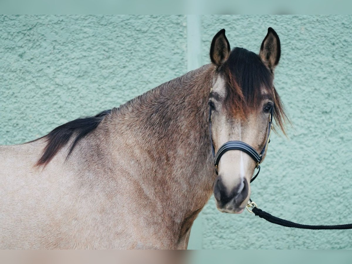Andalusian Gelding 3 years 14,3 hh Dun in Krumbach
