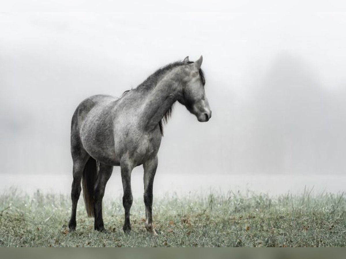 Andalusian Gelding 3 years 14,3 hh in Rohlfshagen