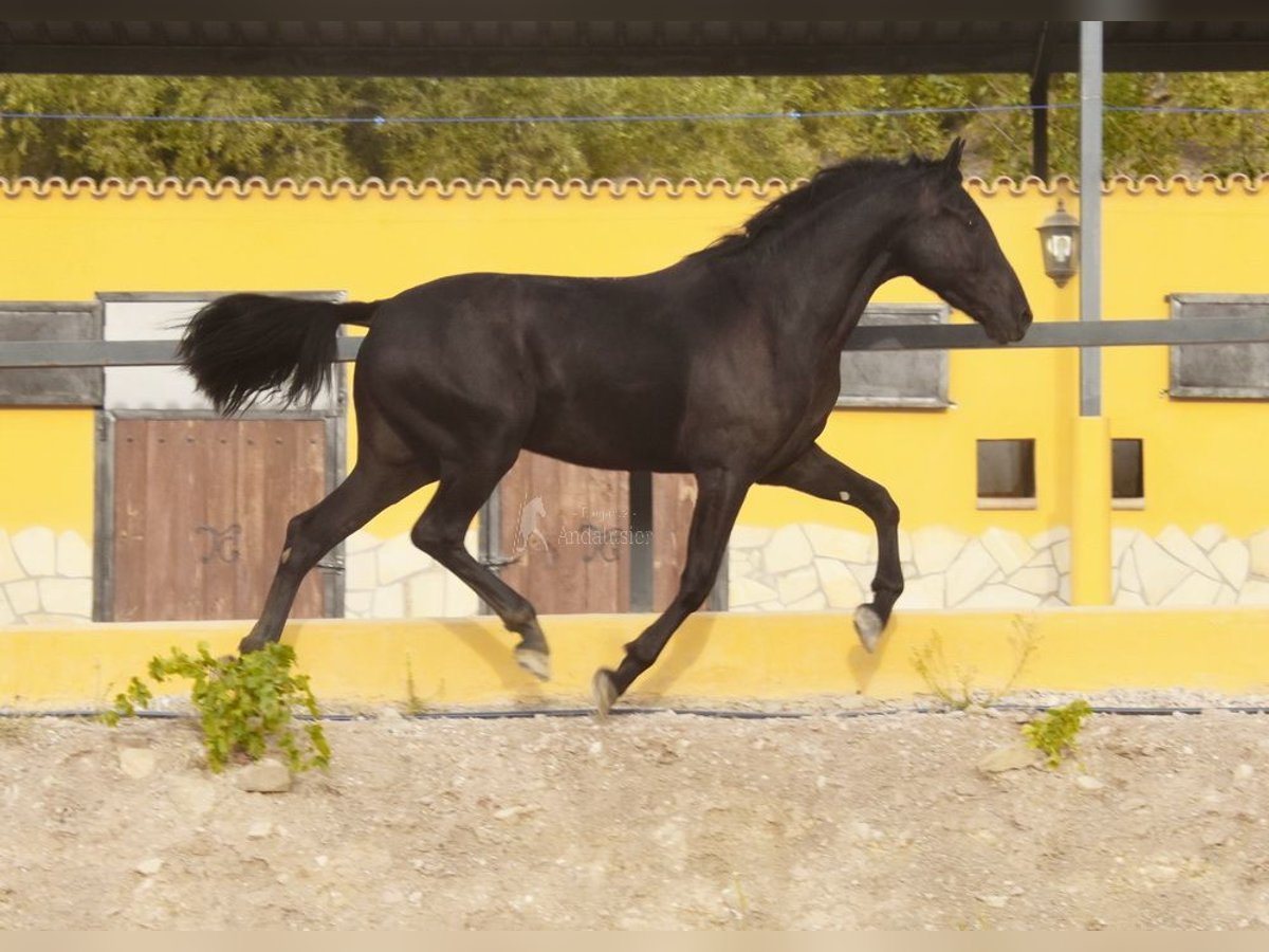 Andalusian Gelding 3 years 15,1 hh Black in Provinz Malaga