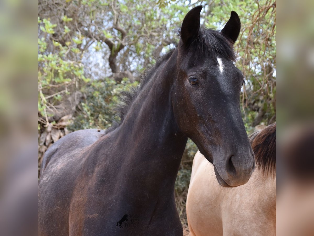 Andalusian Gelding 3 years 15,1 hh Gray in Mallorca