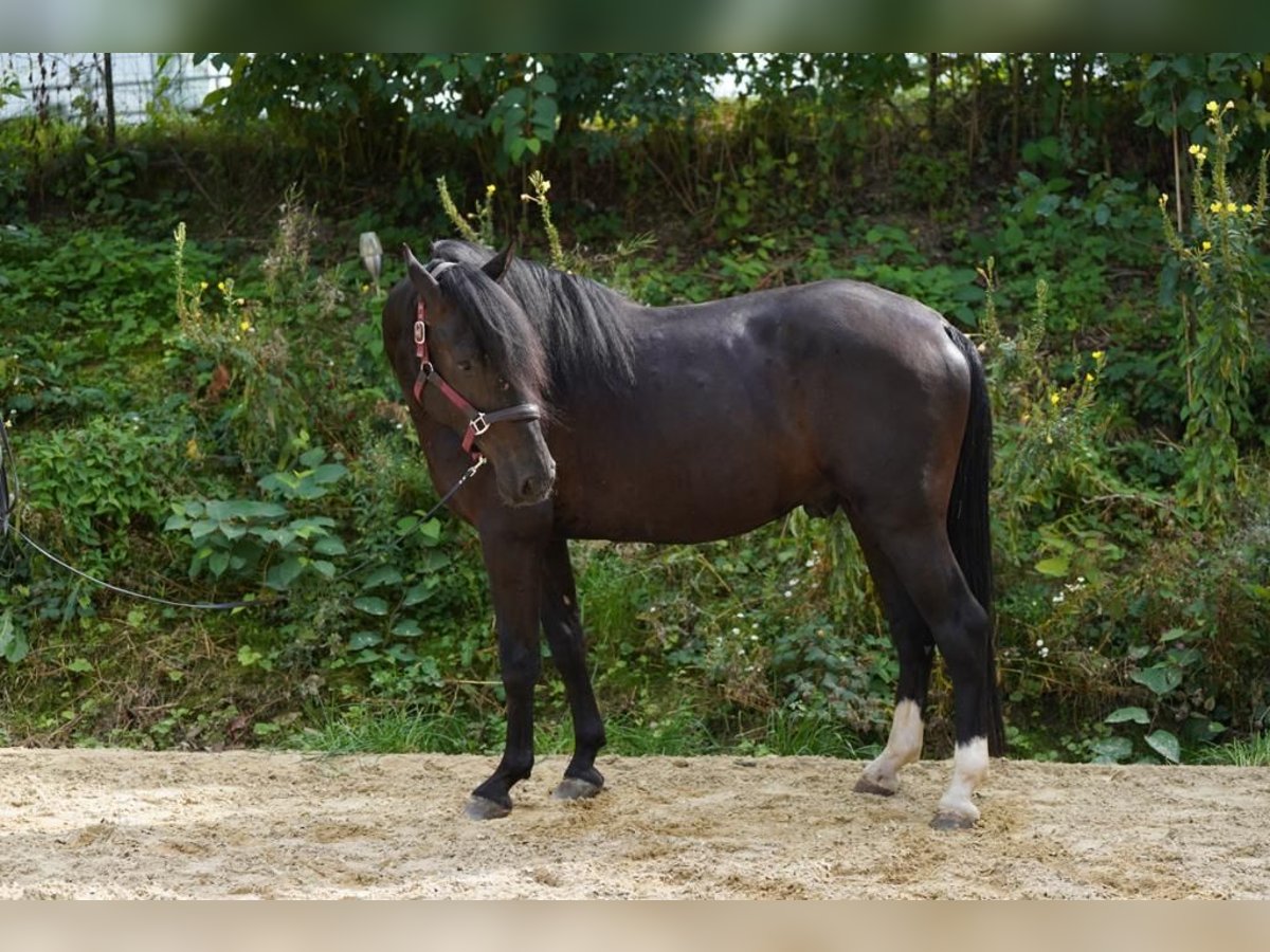 Andalusian Gelding 3 years 15,2 hh Black in Krumbach