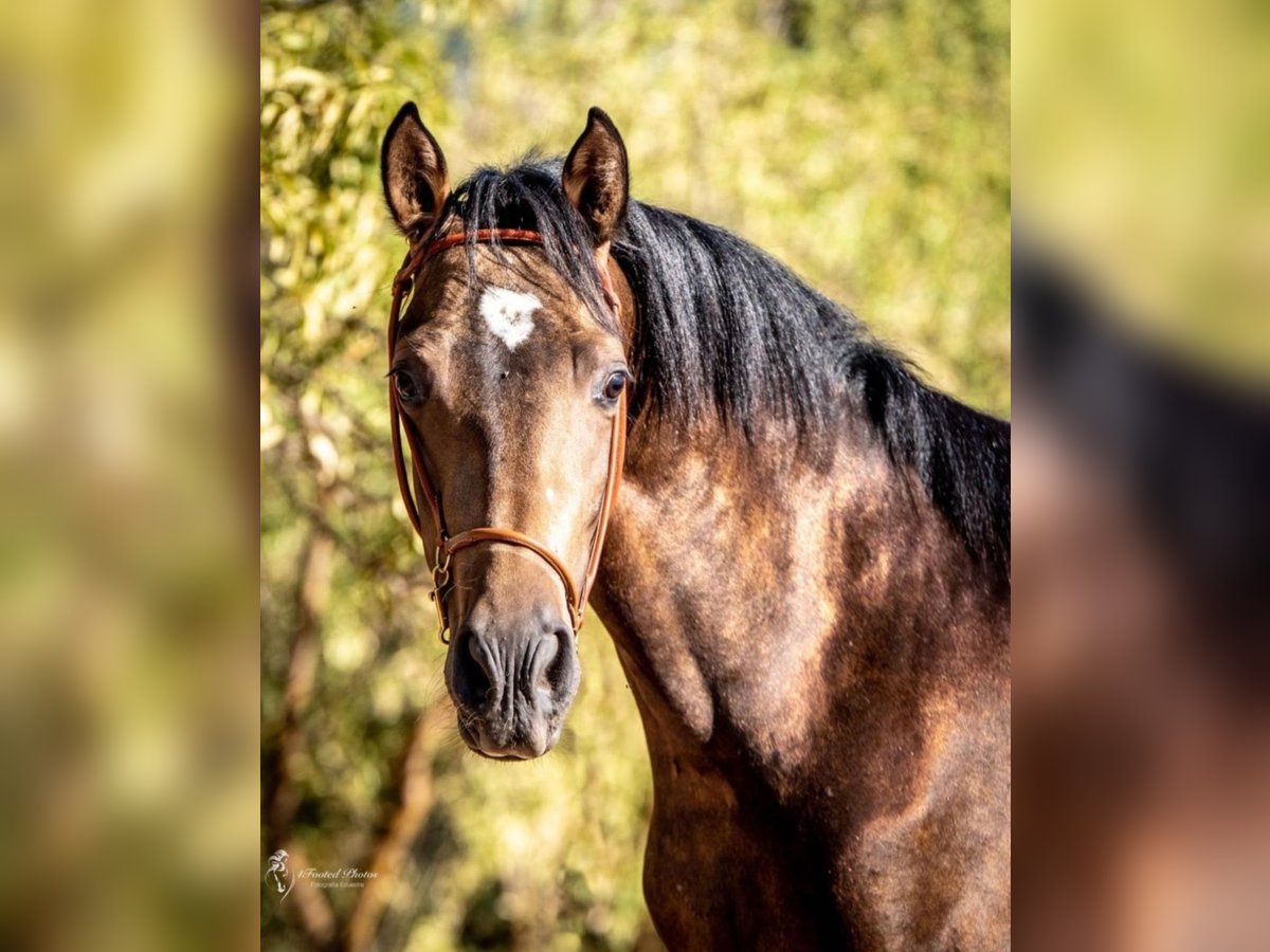 buckskin andalusian horses