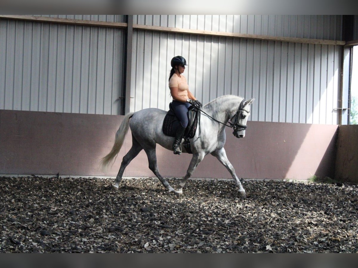 Andalusian Mix Gelding 3 years 15,2 hh Gray in Den Haag