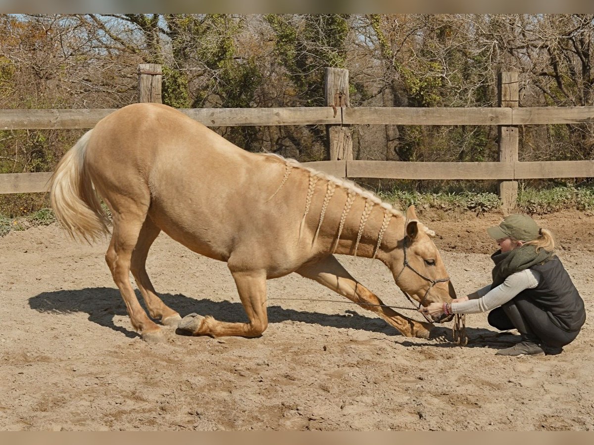 Andalusian Gelding 3 years 15,1 hh Palomino in Labatut