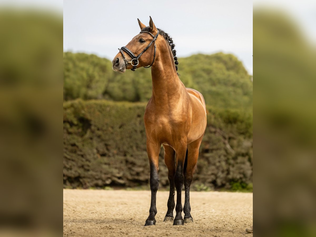 Andalusian Gelding 3 years 15,2 hh Brown in Barcelona
