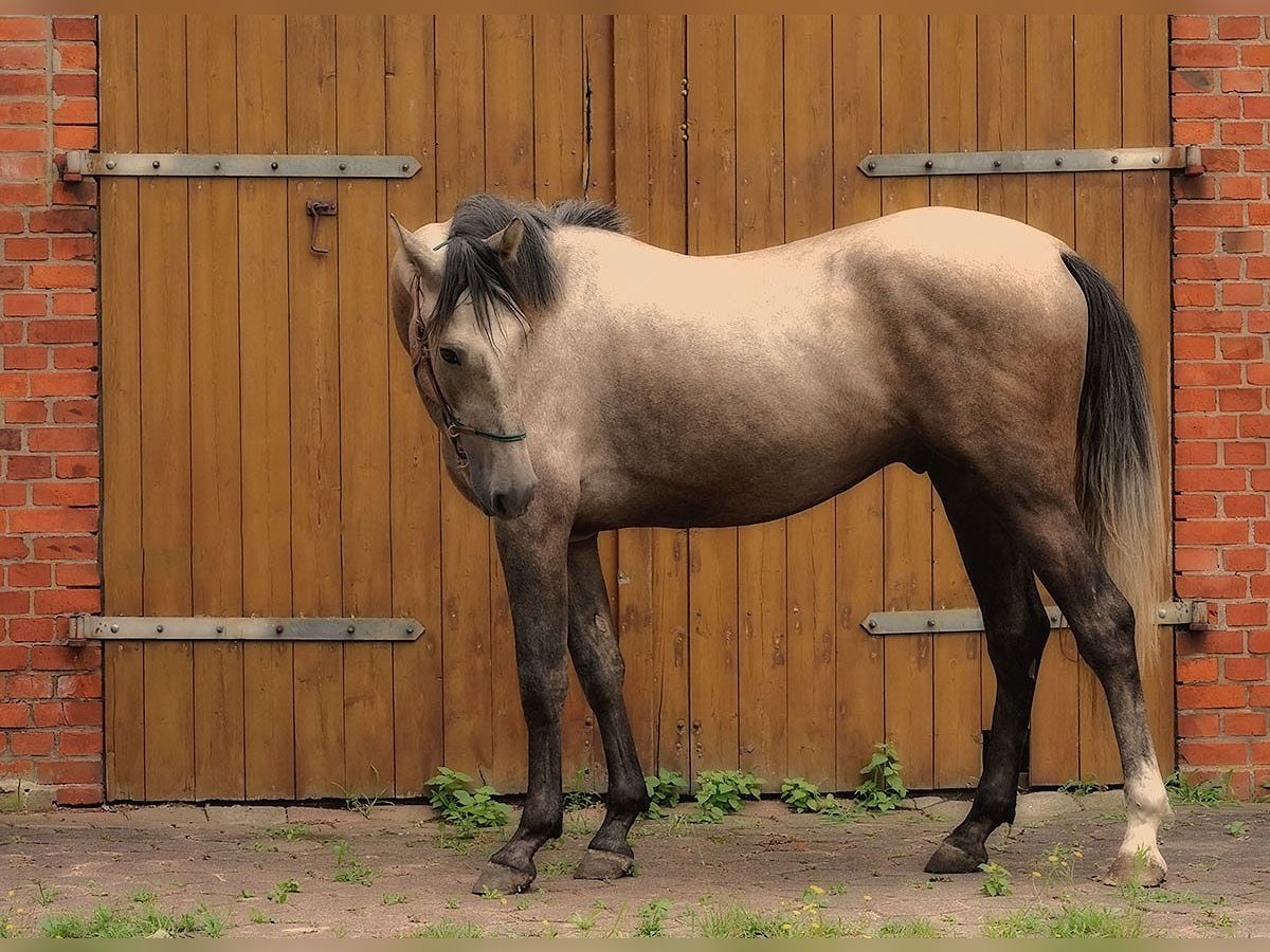 Andalusian Gelding 3 years 15,3 hh Buckskin in Neuhaus